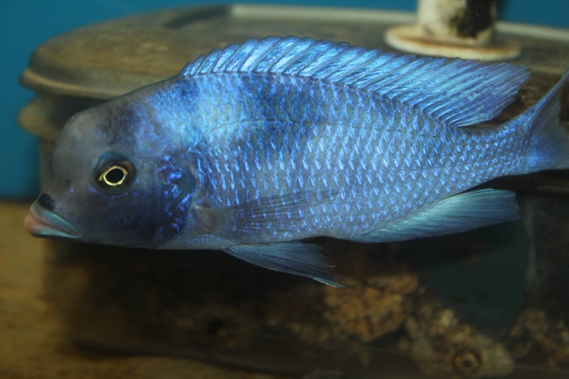 Cyrtocara moorii 'Likoma Island'